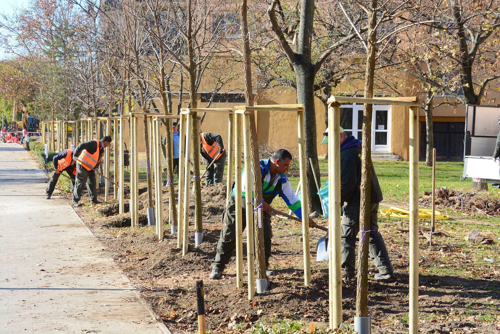 Faültetés a Felsővárosban - Ostorfa sort telepítettek szerdán a Királykúton